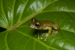 Scinax littoralis