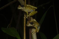 Scinax littoralis