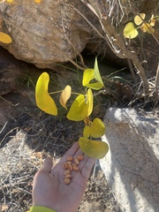 Erythrina flabelliformis