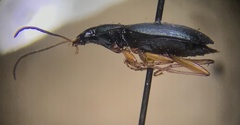 Agonum extensicolle