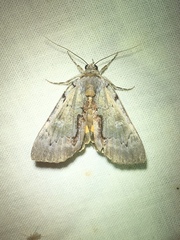 Catocala grynea