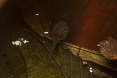 Physalaemus atlanticus