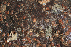 Novocrania anomala