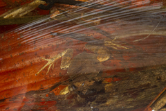 Physalaemus atlanticus