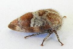 Smiliinae
