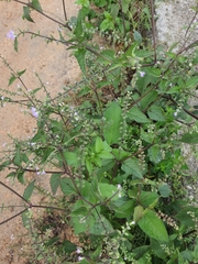 Mosla dianthera