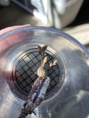 Disholcaspis eldoradensis