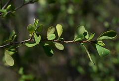 Erythroxylum australe