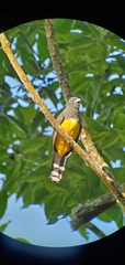 Trogon melanocephalus