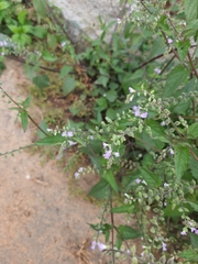 Mosla dianthera
