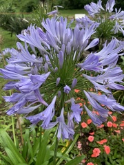 Agapanthus