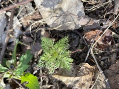 Eupatorium capillifolium