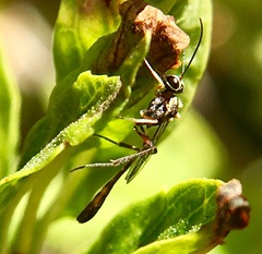 Anomalon reticulatum