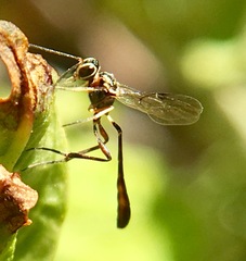 Anomalon reticulatum