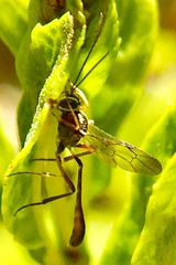 Anomalon reticulatum