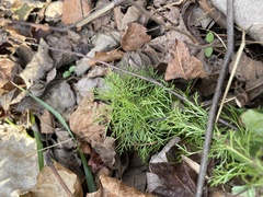 Eupatorium capillifolium