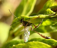 Anomalon reticulatum