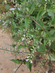 Mosla dianthera