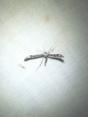 Hellinsia inquinatus