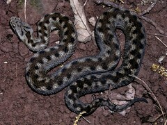 Vipera aspis zinnikeri