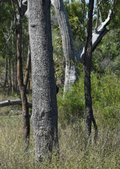 Corymbia clarksoniana
