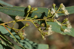 Eucalyptus persistens