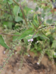 Mosla dianthera