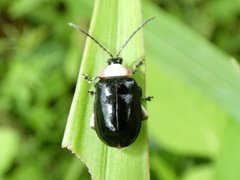 Asphaera chontalensis