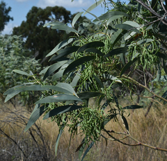 Acacia cowleana