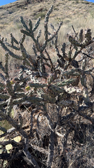 Cylindropuntia acanthocarpa