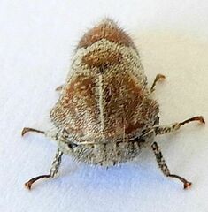 Smiliinae