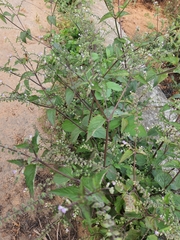 Mosla dianthera