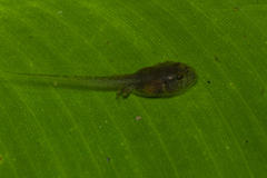 Physalaemus atlanticus