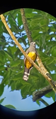 Trogon melanocephalus