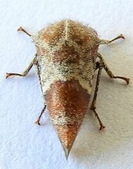 Smiliinae