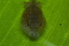 Physalaemus atlanticus