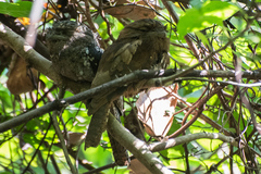 Batrachostomus moniliger