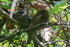 Batrachostomus moniliger