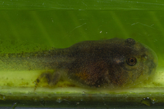 Physalaemus atlanticus