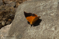 Charaxes psaphon