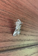 Autoplusia gammoides