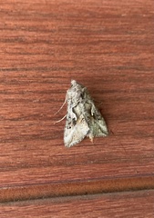 Autoplusia gammoides