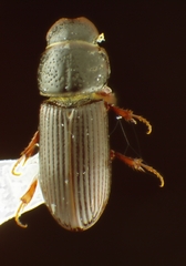 Pleurophorus caesus