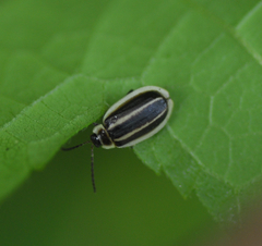 Oedionychina