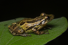 Scinax tymbamirim