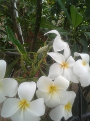 Plumeria