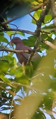 Patagioenas flavirostris