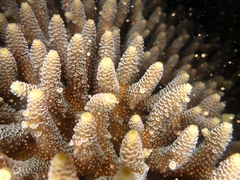 Acropora millepora