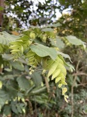 Flemingia strobilifera
