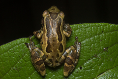 Scinax tymbamirim